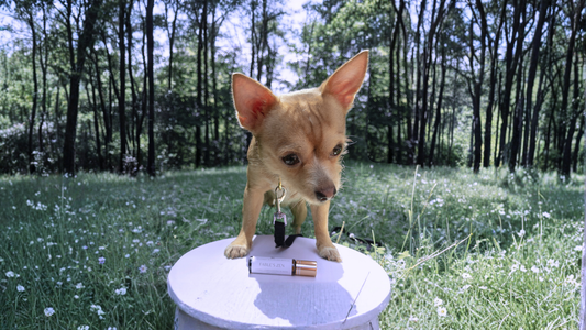 Behind the Scenes: Crafting our Essential Oil Blends for your Pets
